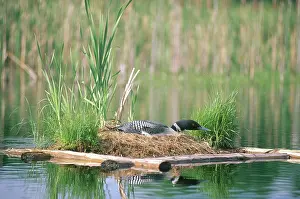 Brooding: Loon on Nesting Platform