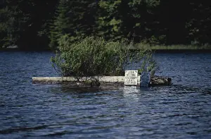 Platform: Loon Nesting Platform