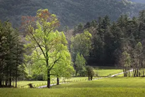 Cove: Loop road through Cades Cove passing beneath trees