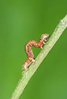 Geometrid: Looper (Geometrid) Caterpillar - showing looping