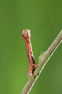 Geometrid: Looper (Geometrid) Caterpillar - in twig posture