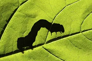Looper: Looper Moth