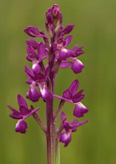 Loose: Loose-flowered / lax-flowered orchid