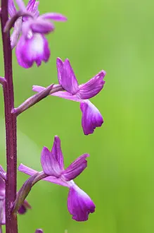Close Up: Loose-flowered orchid (Anacamptis laxiflora), inflorescence patricular, Liguria, Italy