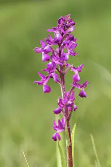 Blooming: Loose-flowered orchid (Anacamptis laxiflora), Liguria, Italy