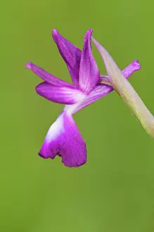 Loose: Loose flowered Orchid single flower