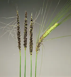 Loose: Loose Smut on Barley