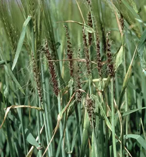 Loose: Loose smut of barley