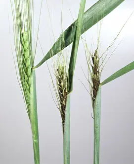 Loose: Loose smut on bearded wheat ears