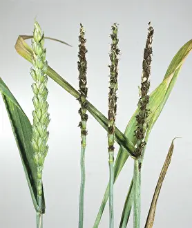 Loose: Loose smut diseased wheat ears