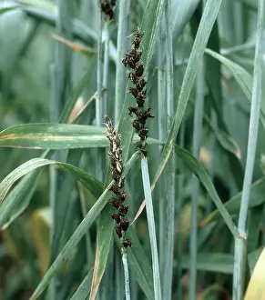 Loose: Loose smut on wheat
