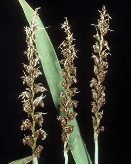 Loose: Loose smut on wheat