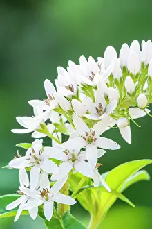 Cycle: Loosestrife, Lysimachia fortunei, flowers