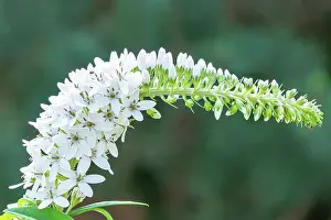 Cycle: Loosestrife, Lysimachia fortunei, flowers