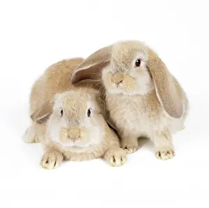 Lops: LOP-EARED RABBIT- two