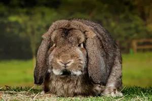 Gris: Lop-eared Rabbit