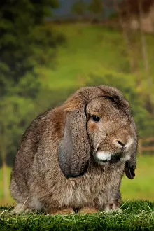 Gris: Lop-eared Rabbit