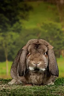 Gris: Lop-eared Rabbit