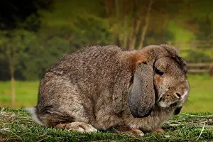 Gris: Lop-eared Rabbit