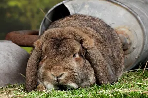 Gris: Lop-eared Rabbit