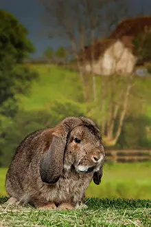 Gris: Lop-eared Rabbit