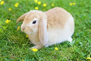 Lops: Lop Eared Rabbit - juvenile on garden lawn