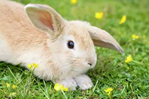 Lops: Lop Eared Rabbit - juvenile on garden lawn