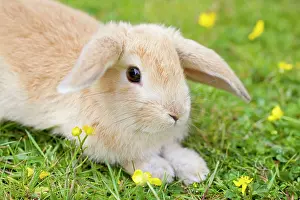Lops: Lop Eared Rabbit - juvenile on garden lawn