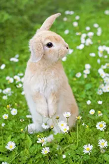 Lops: Lop Eared Rabbit - juvenile on garden lawn