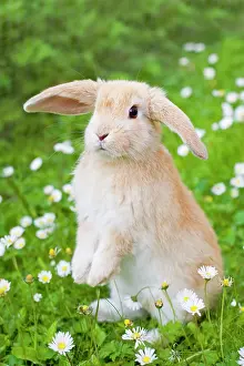 Geoff Du Feu: Lop Eared Rabbit - juvenile on garden lawn