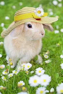 Lops: Lop Eared Rabbit, juvenile with hat on garden lawn
