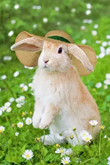 Bonnets: Lop Eared Rabbit, young with hat on garden lawn