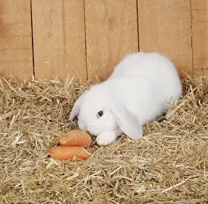 Hutch: LOP RABBIT eating carrots in hutch