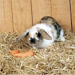 Hutch: LOP RABBIT in hutch with carrots