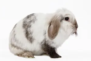 Lops: Lop Rabbit - in studio