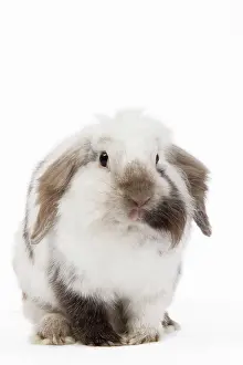 Lops: Lop Rabbit - in studio