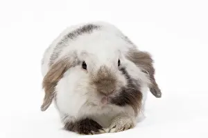 Lops: Lop Rabbit - in studio