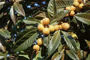 Loquat Fruit - ripe