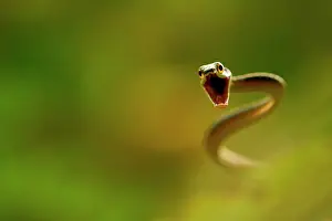 Amazonian: Lora or Parrot Snake (Leptophis ahaetulla) attacking