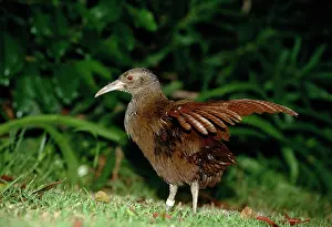 Lord: Lord Howe Rail - Lord Howe Island