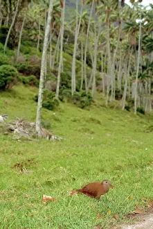Lord: Lord Howe Rail - Lord Howe Island, New South Wales