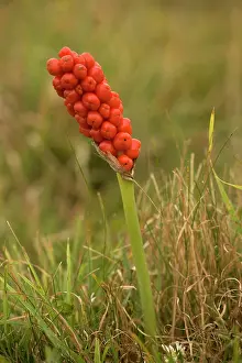 Pint: Lords and Ladies / Cuckoo Pint / wild arum, in fruit