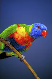 Trichoglossus: Lorikeet