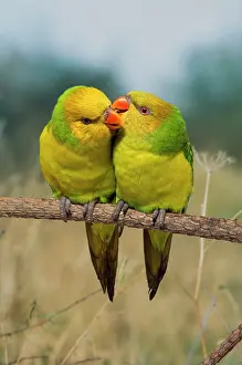 Lorikeets: Lorikeet - pair - loving