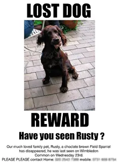 Poster: Lost Dog poster