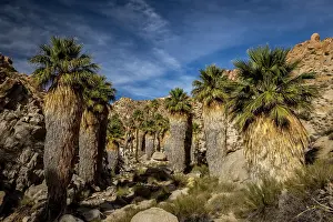 Mojave: Lost Palms oasis in Joshua Tree National Park, California