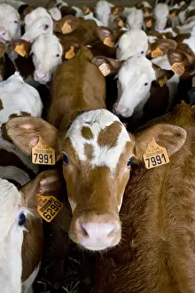 Stalling: Lot of butchery Montbeliard calves France