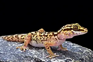 Paroedura: Lothara's gecko (Paroedura lohatsara), Montagne