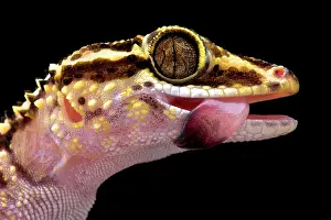 Paroedura: Lothara's gecko (Paroedura lohatsara), Montagne