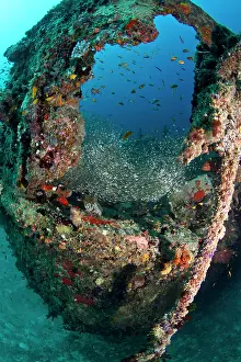 Wrecks: Lots of Glassfishes